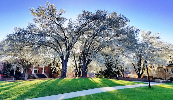 Campus tree